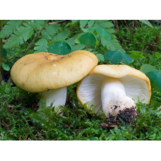 Мицелий Сыроежки охристой / Сыроежка лимонная (Russula ochroleuc)